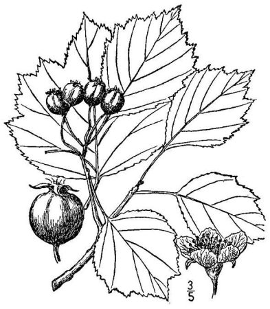 Боярышник кроваво-красный рисунок