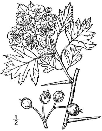 Боярышник кроваво-красный