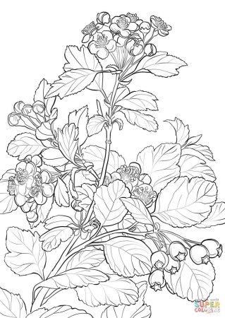 Лист калины трафарет