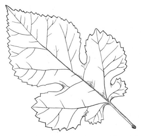 Боярышник кроваво-красный