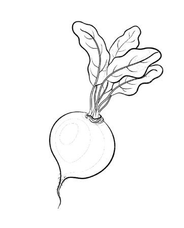 Редис раскраска
