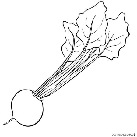 Редиска раскраска