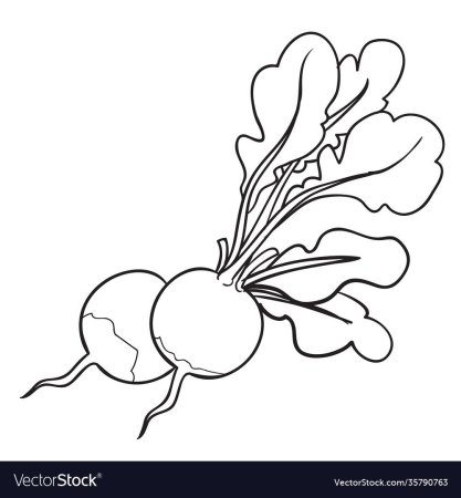 Раскраски овощи редиска