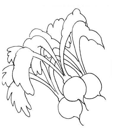 Редиска раскраска