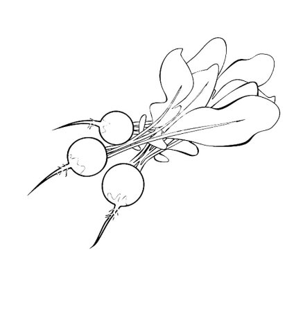 Свекла раскраска