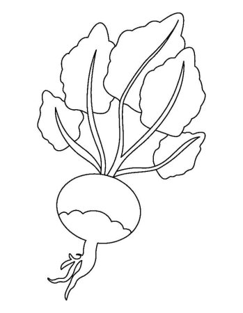 Редис раскраска