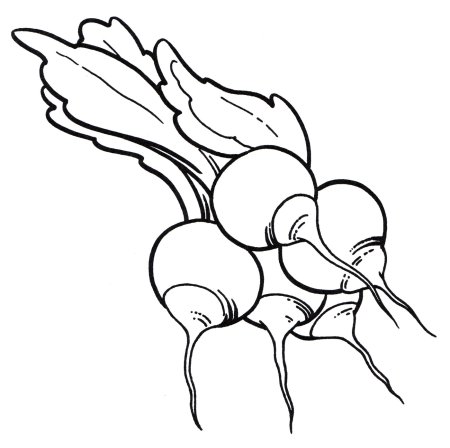 Редиска раскраска для детей
