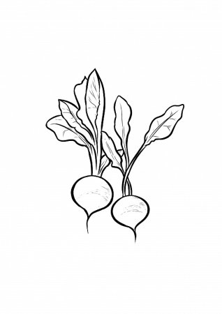 Раскраски овощи редиска