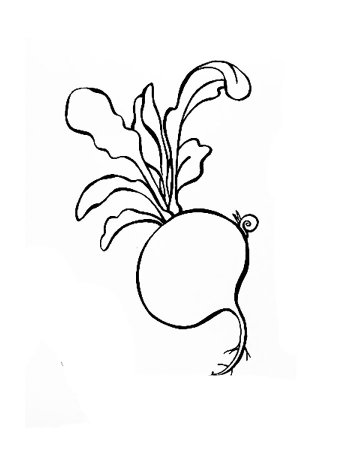 Репка редька редиска