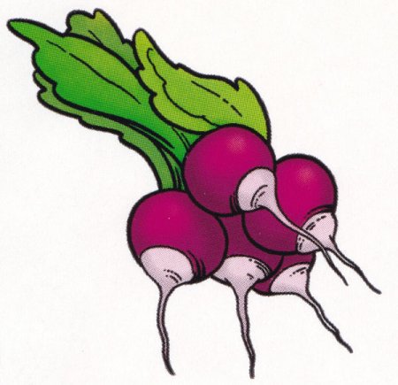 Редиска раскраска для детей