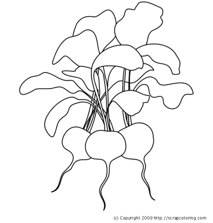 Трафареты овощей редиска