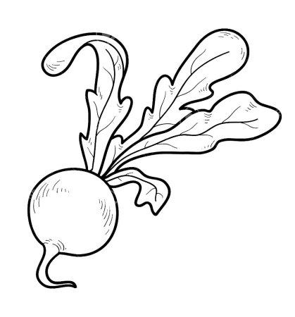 Свекла раскраска для детей