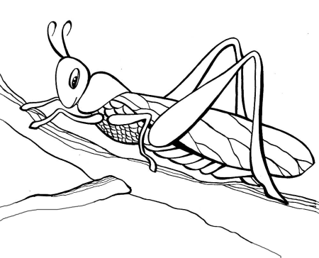 Кузнечик раскраска для детей