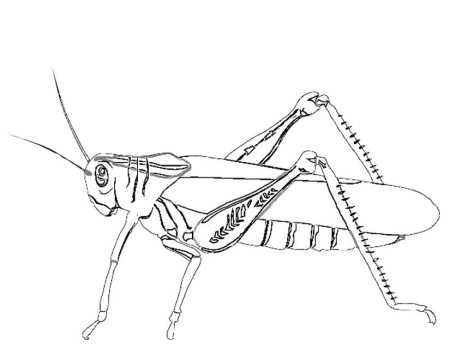 Кузнечик раскраска