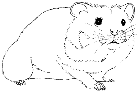 Джунгарский хомяк рисунок