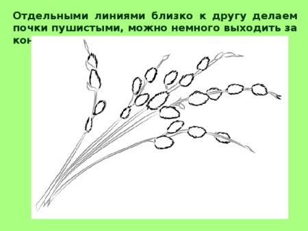 Веточка вербы раскраска