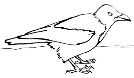 Раскраски птицы Грач для дошкольников