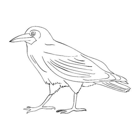 Ворона картинка раскраска