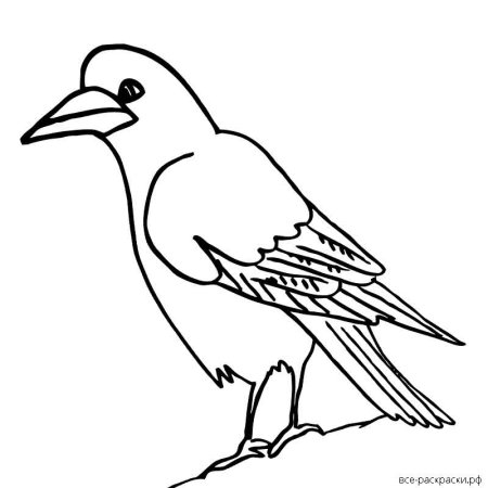 Ворона для раскрашивания детям