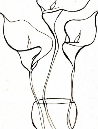 Раскраска цветы каллы