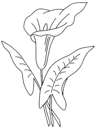 Каллы Графика