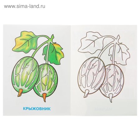 Крыжовник раскраска для детей