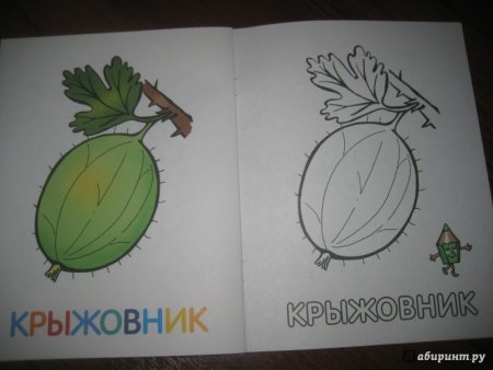Крыжовник эскиз