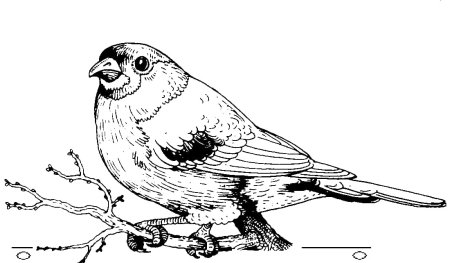 Раскраска птицы Снегирь