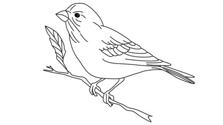 Снегирь на ветке раскраска