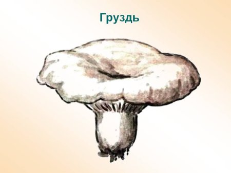Гриб груздь раскраска