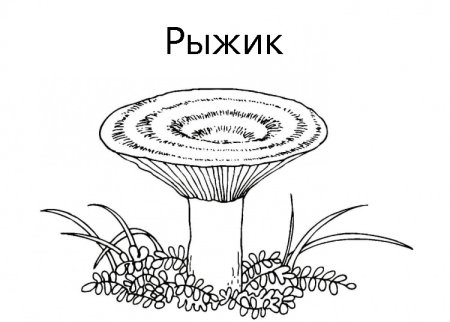 Гриб Рыжик раскраска для детей