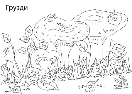 Гриб груздь раскраска