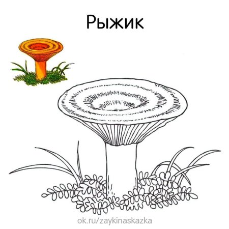 Гриб Рыжик раскраска