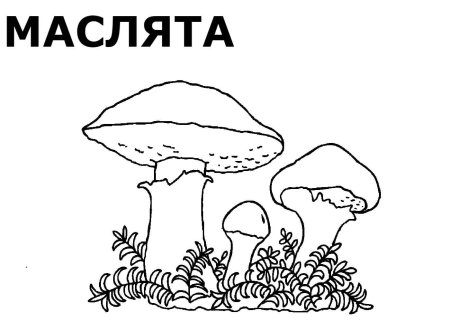 Нарисовать свинушка гриб