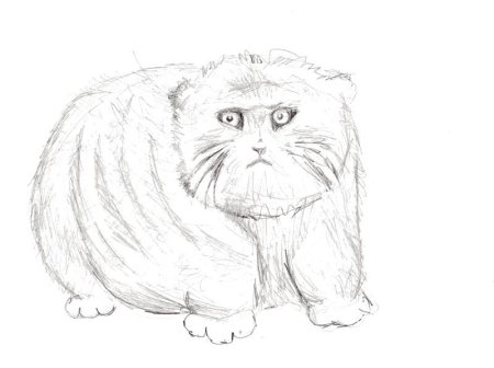 Кот Манул раскраска