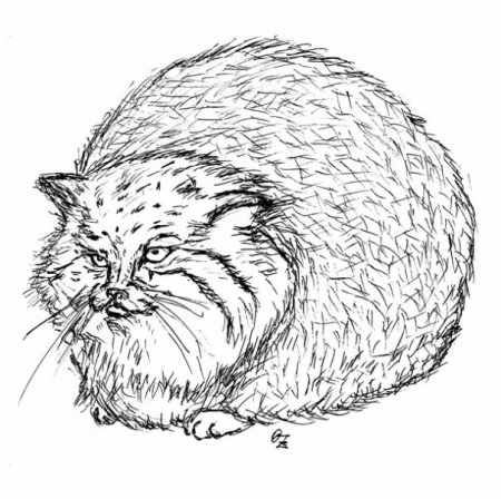 Дикий кот Манул раскраска