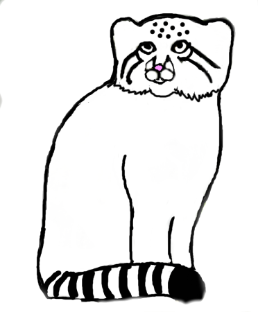 Кот Манул раскраска