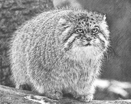 Кот Манул черно белый