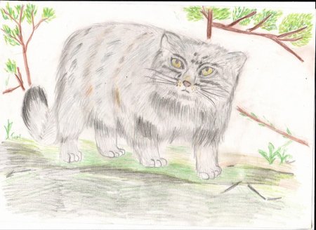 Манул рисунок