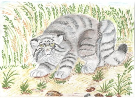 Манул раскраска