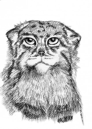 Манул палласов кот рисунок