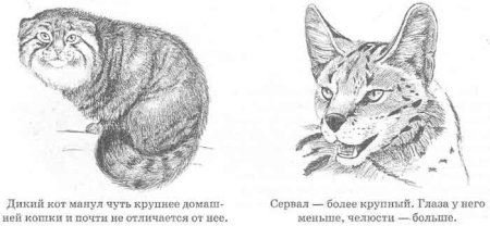 Кот Манул рисунок