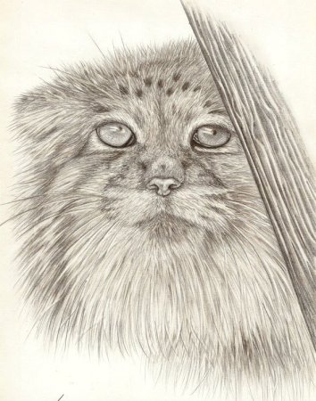 Манул раскраска для детей