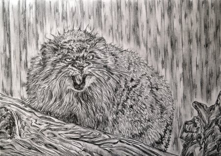 Дикий кот Манул раскраска