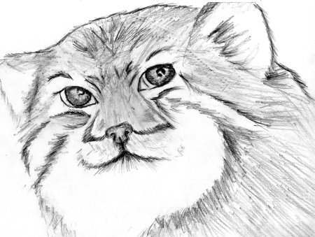 Кот Манул рисунок