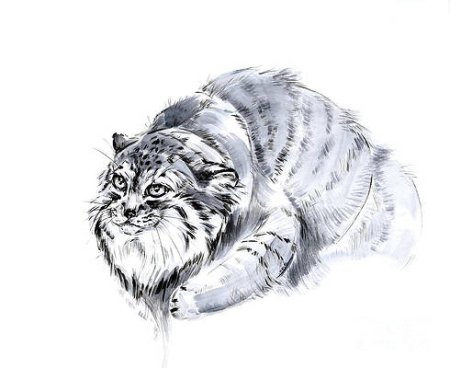 Дикий кот Манул раскраска