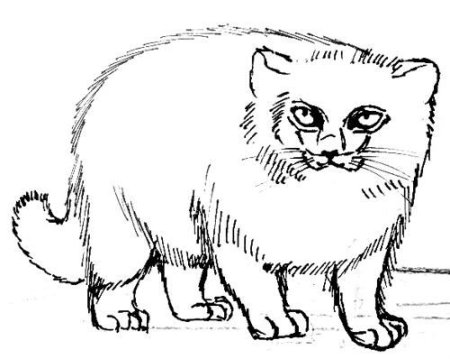 Манул раскраска