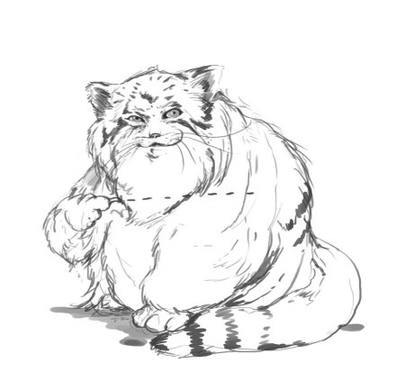 Манул кошка раскраска