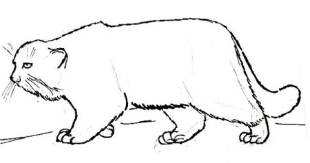 Лесной кот Манул рисунок