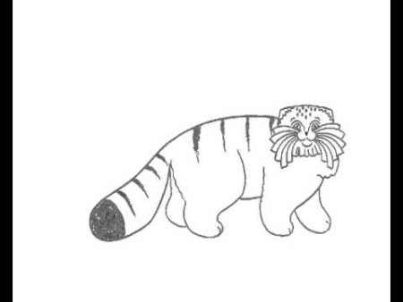 Дикий кот Манул рисунок